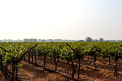 reveilo wines Nashik vineyards