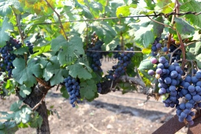 reveilo wines Nashik  harvest