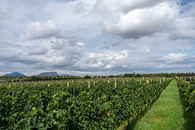 Grover Zampa nandi hills vineyards
