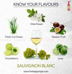 Sauvignon Blanc infographic